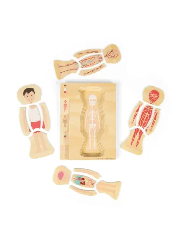 Medinė žmogaus anatomijos dėlionė Berniukas su kūno sluoksniais.