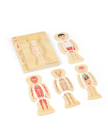 Koka cilvēka ķermeņa puzle