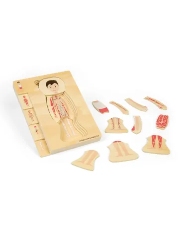 Medinė žmogaus anatomijos dėlionė Berniukas su kūno sluoksniais.